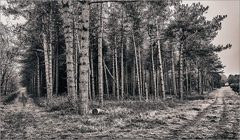 Tunstall Forest Edge_Barry Freeman_Expo.jpg - 2019 IDPS Expo